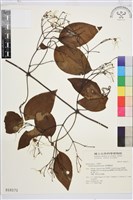 厚葉鐵線蓮藏品圖，第2張