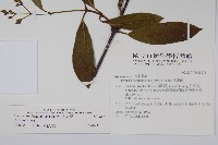 大錦蘭藏品圖，第2張