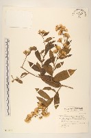 過山龍藏品圖，第1張