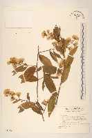 過山龍藏品圖，第1張