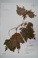 裂葉秋海棠藏品圖，第1張