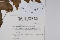 裂葉秋海棠藏品圖，第2張