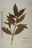 草珊瑚、紅果金粟蘭藏品圖，第1張