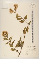 小舌菊、蔓綿菜藏品圖，第1張