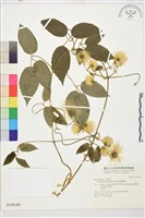 銹毛鐵線蓮藏品圖，第2張