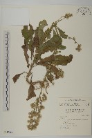 生毛將軍藏品圖，第1張