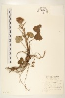 臺灣款冬藏品圖，第1張