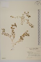 繁縷藏品圖，第1張