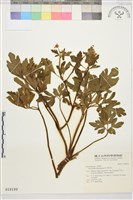 水辣菜、禺毛茛藏品圖，第1張