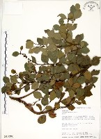 內苳子藏品圖，第1張