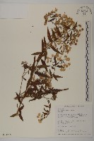 臺灣馬蘭藏品圖，第1張