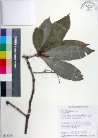 臺灣野牡丹藤藏品圖，第1張