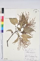 臺灣苦櫧藏品圖，第1張