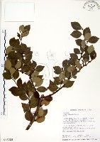 內苳子藏品圖，第1張