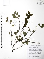 燈稱花、烏雞骨藏品圖，第1張