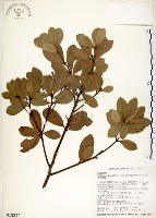 恆春楨楠藏品圖，第1張