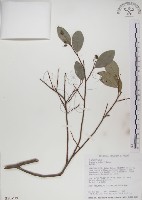 魯花樹藏品圖，第1張