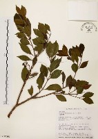 臺灣赤楠藏品圖，第1張