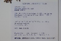 珊瑚樹藏品圖，第2張