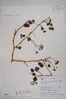 三葉五加藏品圖，第1張