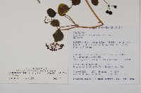 三葉五加藏品圖，第2張