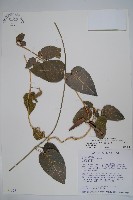 絨毛芙蓉蘭藏品圖，第1張