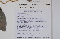 絨毛芙蓉蘭藏品圖，第2張