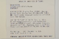 淡綠葉衛矛藏品圖，第2張