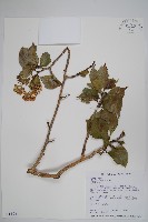 恆春厚殼樹藏品圖，第1張