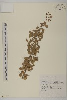 北仲, 刺裸實藏品圖，第1張