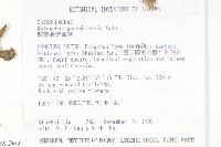 倒吊蓮、匙葉燈籠草藏品圖，第2張