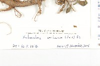 倒吊蓮、匙葉燈籠草藏品圖，第3張