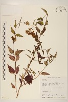 登錄號:S018262藏品圖，第1張