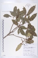 猴歡喜藏品圖，第1張