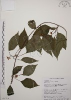 阿里山五味子藏品圖，第1張