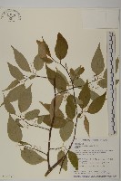 佩羅特木藏品圖，第1張