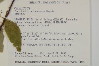 佩羅特木藏品圖，第2張