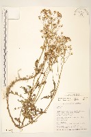 蔓黃菀藏品圖，第1張