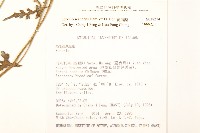 蔓黃菀藏品圖，第2張