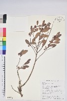 凹葉越橘藏品圖，第1張