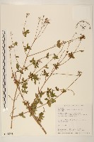 里龍山澤蘭藏品圖，第1張