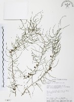 天門冬藏品圖，第1張