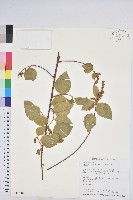 扛香藤藏品圖，第1張