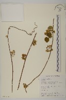 大葉南蛇藤藏品圖，第1張