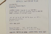 大葉南蛇藤藏品圖，第2張