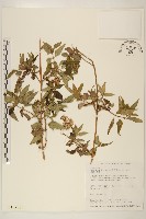 里龍山澤蘭藏品圖，第1張