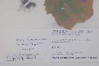 南台灣秋海棠藏品圖，第2張