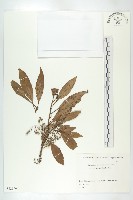 南台灣秋海棠藏品圖，第3張