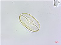 南台灣秋海棠藏品圖，第3張