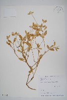 假千日紅藏品圖，第1張